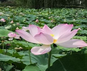 贊“863”園區(qū)的荷花美